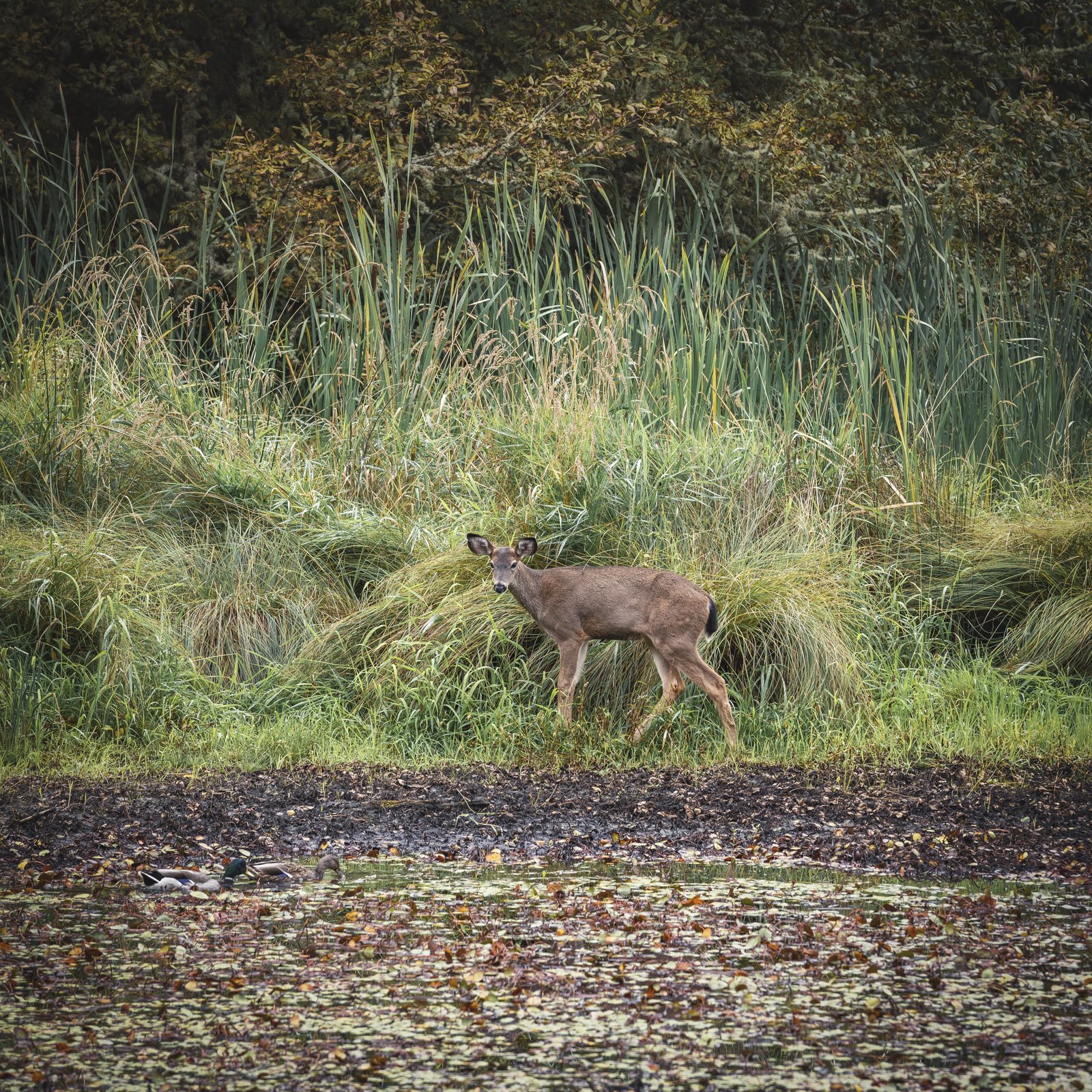 Flora and Fauna of Tadoba