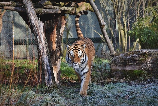 “Tadoba Wild Safari – 1 Night Gypsy Adventure (Max 6 Guests)” ✅